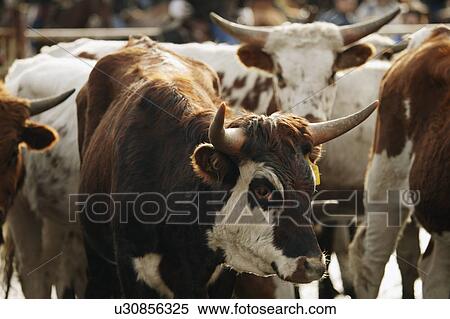 Stock Photography - Herd of cattle. Fotosearch