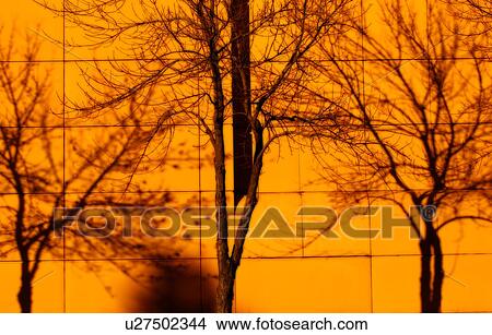 Huge tree View Large Photo Image Picture - Huge tree. Fotosearch