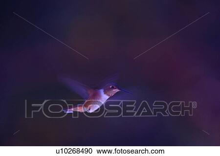 Stock Image - Humming bird in flight. Fotosearch