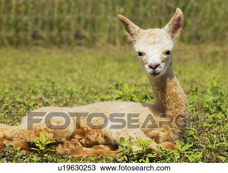 Stock Image - Lama. Fotosearch