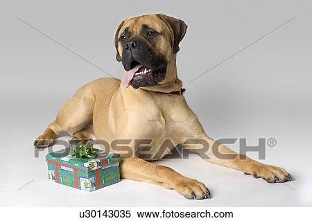 Stock Photography - Large pedigree dog with Christmas present. Fotosearch