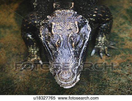 Stock Photography - Large reptile. Fotosearch
