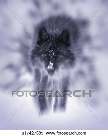 Stock Photography - Lone wolf. Fotosearch