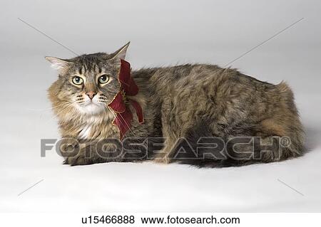 Stock Photo - Long haired cat. Fotosearch