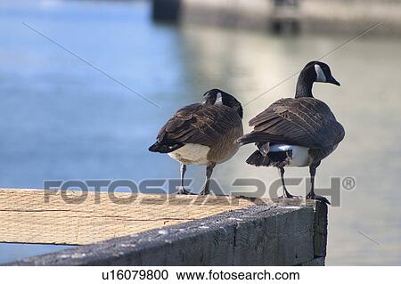 Pair of Canadian geese View Large Photo Image Stock Image - Pair of Canadian geese. Fotosearch