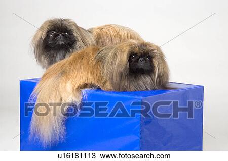Stock Image - Pair of Pekinese dogs. Fotosearch