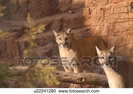 Stock Image - Pair of pumas. Fotosearch