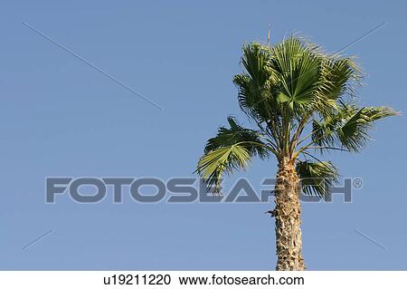 Palm tree in the breeze View Large Photo Image Stock Image - Palm tree in the breeze. Fotosearch