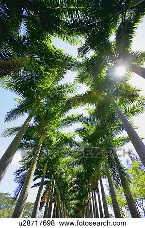 Palm tree tops View Large Photo Image Stock Photo - Palm tree tops. Fotosearch