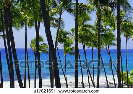 Stock Image - Palm trees in Hawaii. Fotosearch
