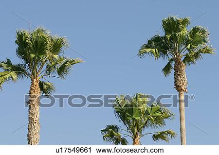 Stock Image - Palm trees. Fotosearch
