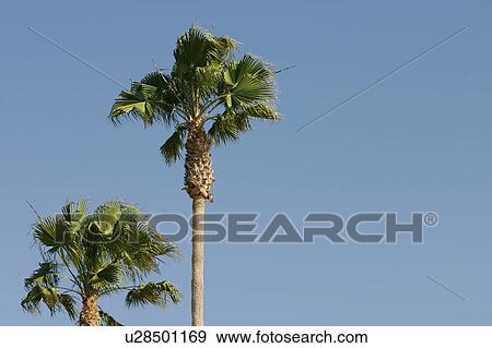 Stock Photo - Palm trees. Fotosearch