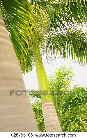 Stock Photograph - Palm trees. Fotosearch