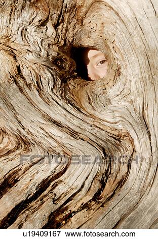 Stock Photo - Person looking through hole in tree. Fotosearch