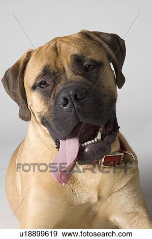 Stock Photo - Portrait of a Bull Mastiff. Fotosearch