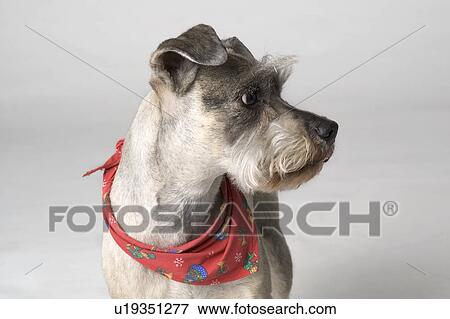 Portrait of dog with neckerchief View Large Photo Image Stock Photo - Portrait of dog with neckerchief. Fotosearch