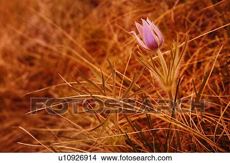 Purple flower View Large Photo Image Picture - Purple flower. Fotosearch
