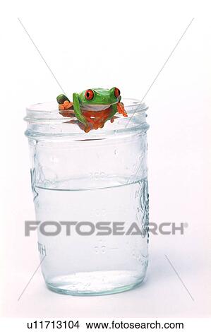Picture - Red eyed tree frog hanging on. Fotosearch