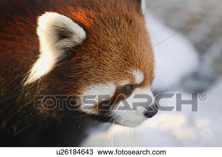 Red panda View Large Photo Image Stock Image - Red panda. Fotosearch