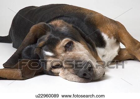 Resting basset hound View Large Photo Image Stock Photo - Resting basset hound. Fotosearch