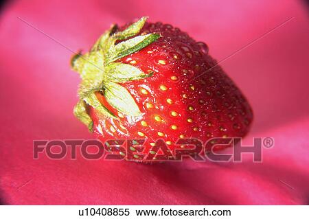 Ripe strawberry View Large Photo Image Stock Photography - Ripe strawberry. Fotosearch