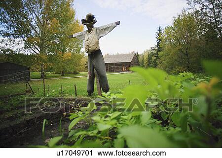 Scarecrow watching the garden View Large Photo Image Stock Image - Scarecrow watching the garden. Fotosearch