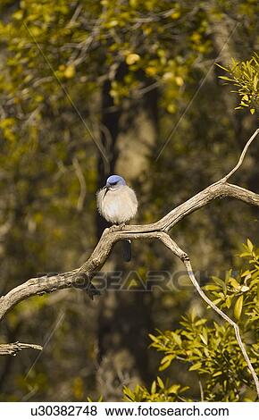 Scrub Jay perching on branch View Large Photo Image Stock Photo - Scrub Jay perching on branch. Fotosearch