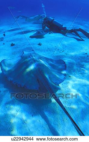 Picture - Scuba divers on ocean floor with sting ray. Fotosearch