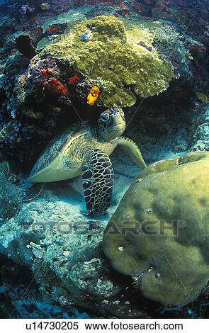 Sea turtle View Large Photo Image Stock Photography - Sea turtle. Fotosearch
