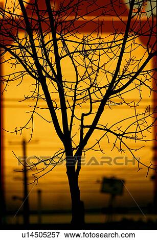 Silhouette of branch View Large Photo Image Stock Photo - Silhouette of branch. Fotosearch