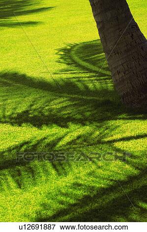 Stock Photo - Silhouette of palm branch. Fotosearch