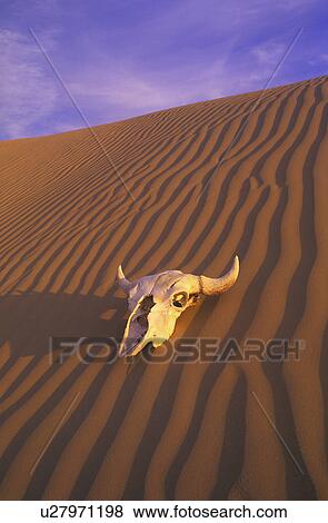 Skull in desert View Large Photo Image Stock Photo - Skull in desert. Fotosearch