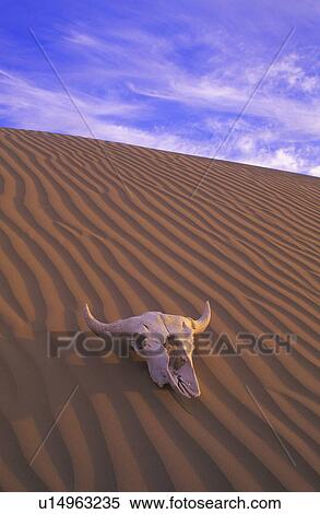 Stock Photography - Skull in desert. Fotosearch