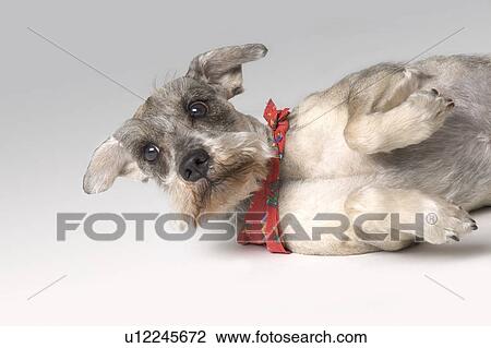 Small gray terrier View Large Photo Image Stock Image - Small gray terrier. Fotosearch