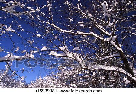 Stock Image - Snow covered branches. Fotosearch