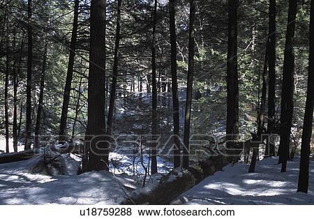 Stock Photo - Snow in forest. Fotosearch