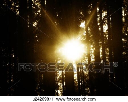 Stock Image - Sunlight filtering through trees. Fotosearch