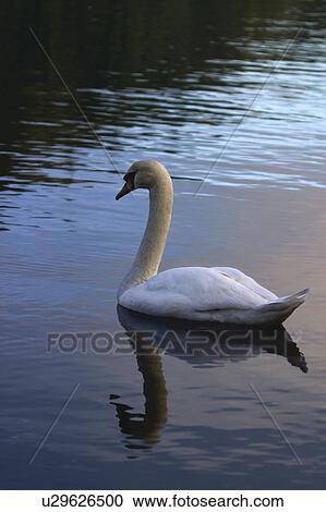 Stock Image - Swan. Fotosearch