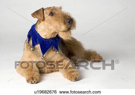 Terrier wearing jester's collar View Large Photo Image Stock Photograph - Terrier wearing jester's collar. Fotosearch