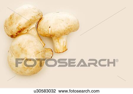 Stock Image - Three button mushrooms. Fotosearch