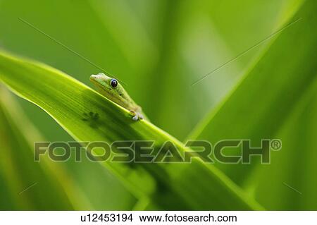 Picture - Tiny gecko on leaf. Fotosearch