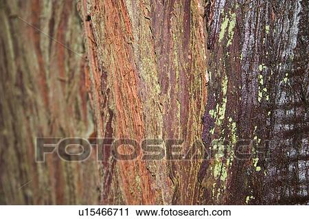 Tree bark View Large Photo Image Stock Image - Tree bark. Fotosearch