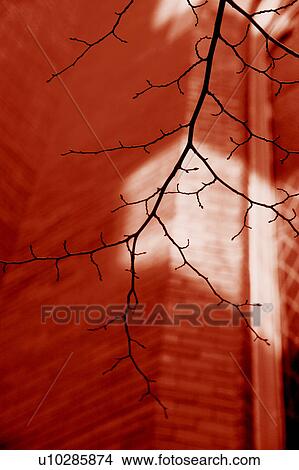 Tree branch budding against brick building View Large Photo Image Picture - Tree branch budding against brick building. Fotosearch