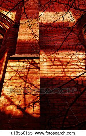 Stock Photography - Tree branches against building. Fotosearch