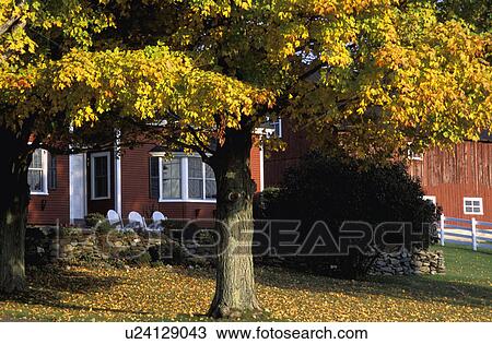 Tree in the fall View Large Photo Image Stock Image - Tree in the fall. Fotosearch