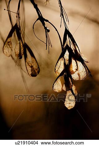 Tree leaves View Large Photo Image Picture - Tree leaves. Fotosearch