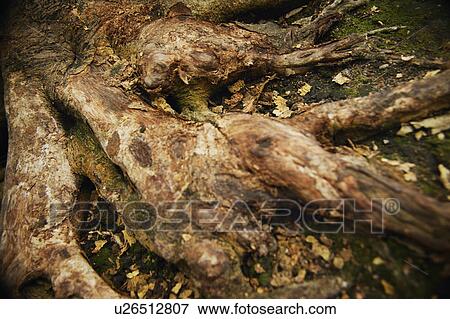 Stock Photo - Tree root. Fotosearch
