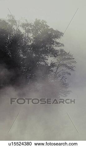 Tree shrouded in fog View Large Photo Image Stock Image - Tree shrouded in fog. Fotosearch