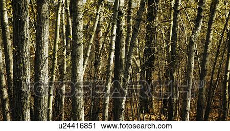 Stock Image - Trees growing closely together. Fotosearch