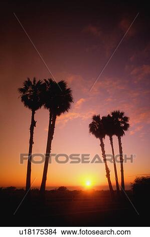 Picture - Tropical sunset. Fotosearch